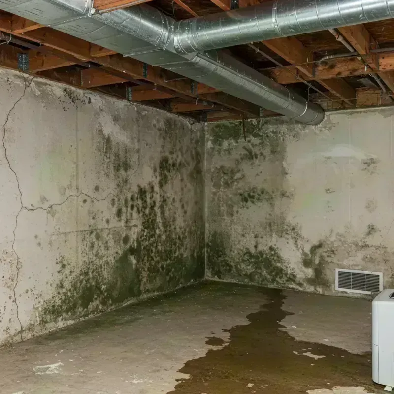 Professional Mold Removal in Putnam County, WV